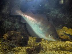 Le tacaud