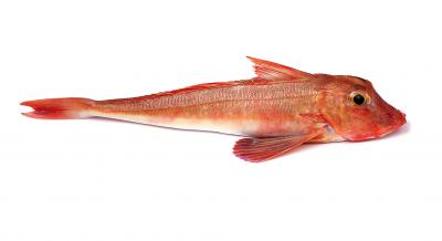 Le grondin Rouge