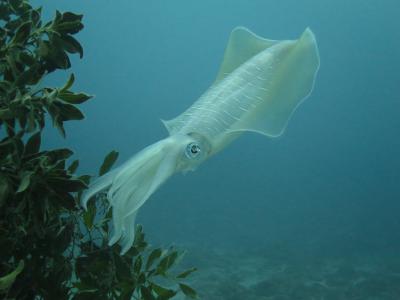 Où pêcher le calamar ?