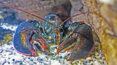 Le homard