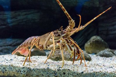 La langouste (ou langouste rouge)