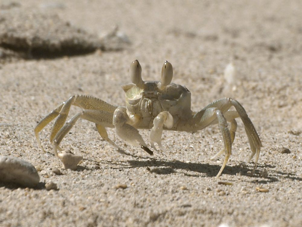 Le crabe fantôme