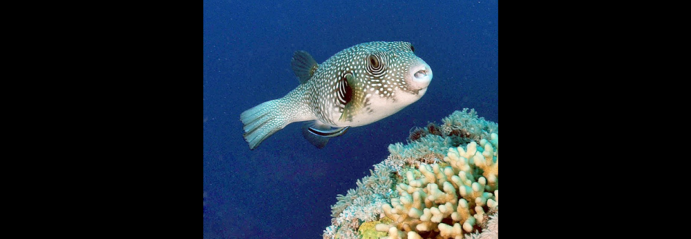 L'arothron hispidus