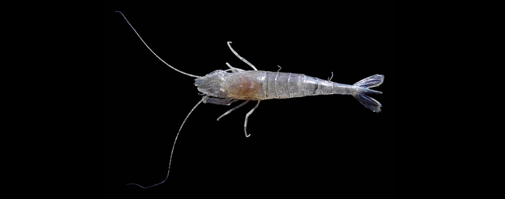 Le crangonidae