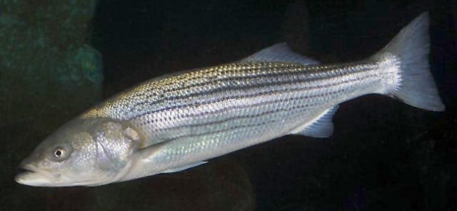 Striped bass