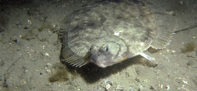 Winter flounder