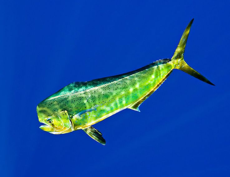 Dolphinfish or Mahi-mahi