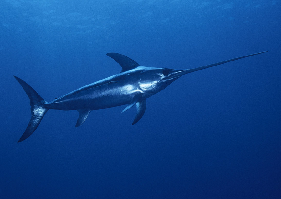 Swordfish
