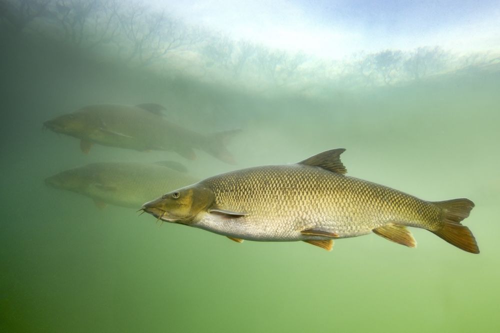 Barbel Fish