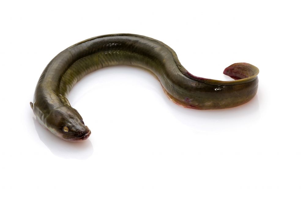 The Conger Eel