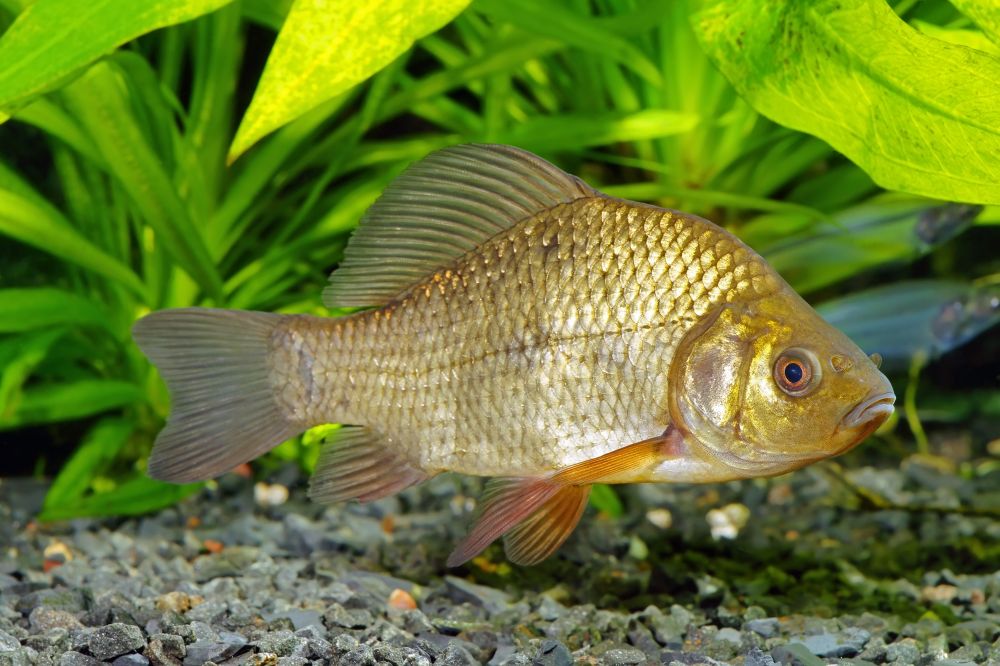 The Crucian Carp