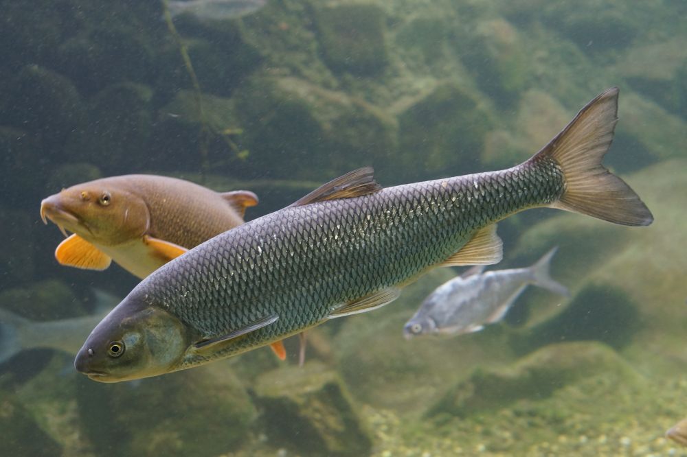 The Dace Fish