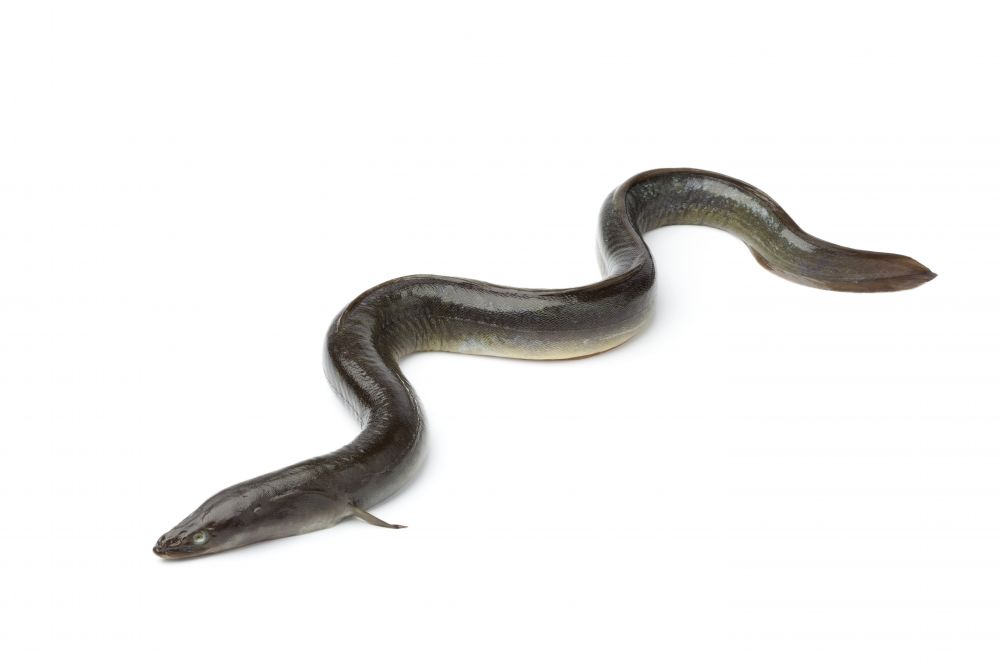 The European Eel