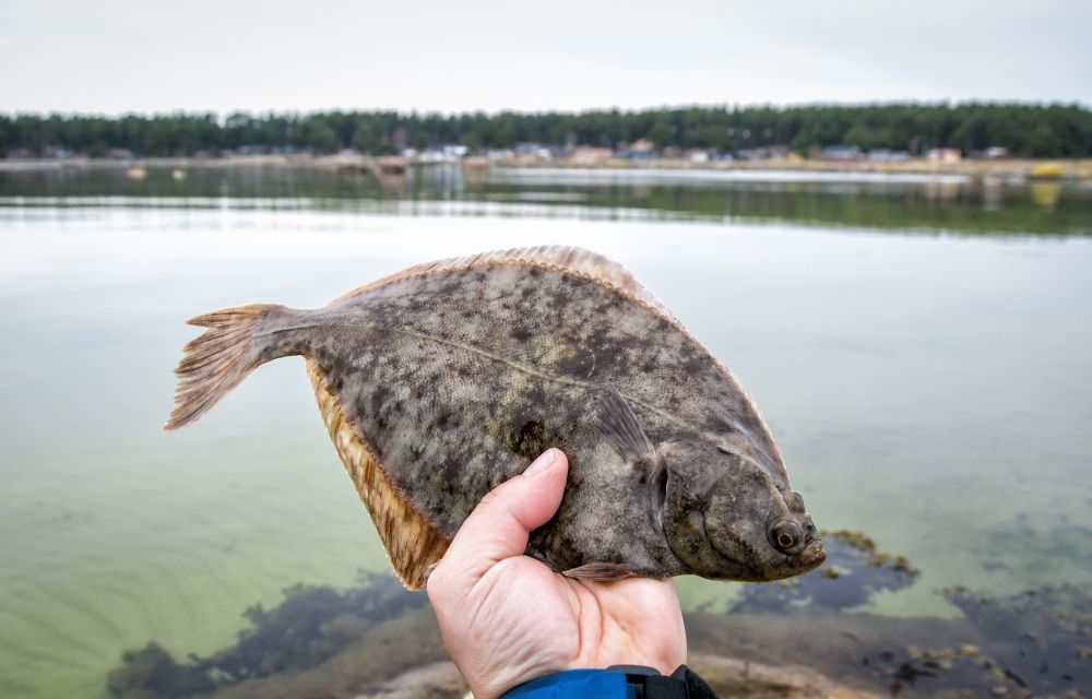 The Flounder Fish