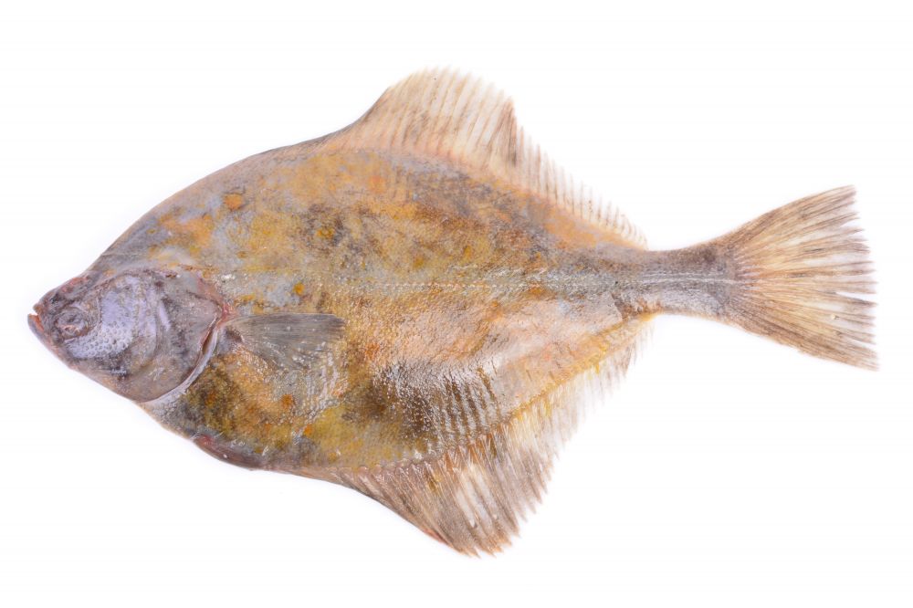 The Halibut fish