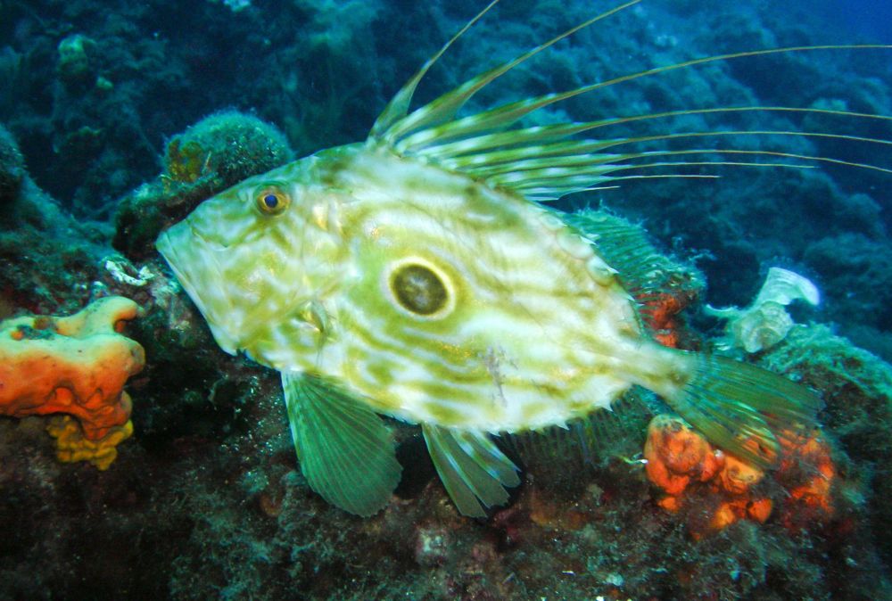 The John Dory Fish