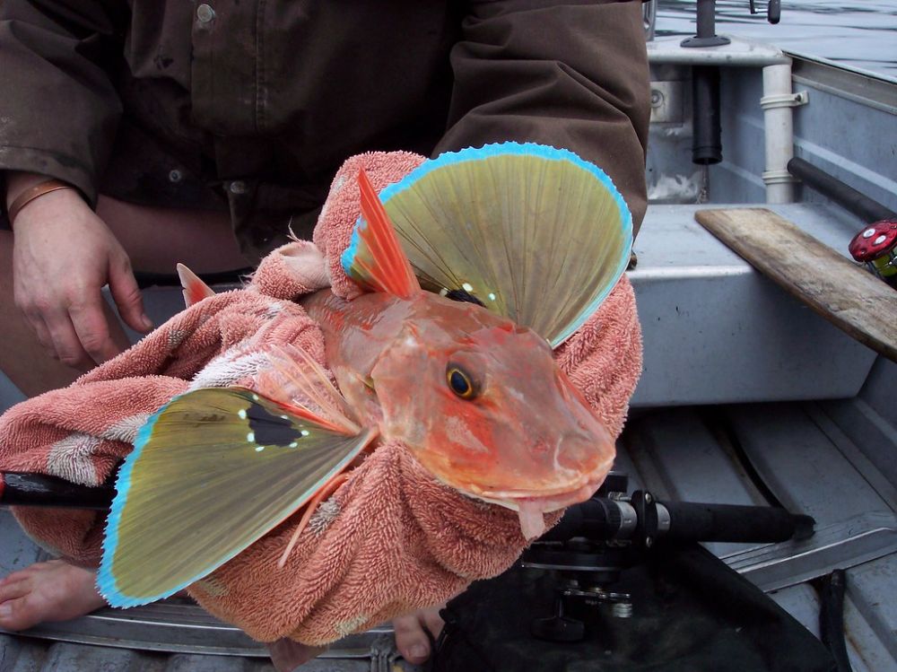 The Gurnard Fish
