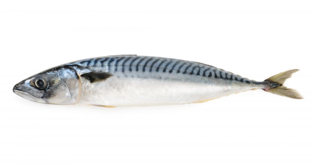 The Mackerel fish