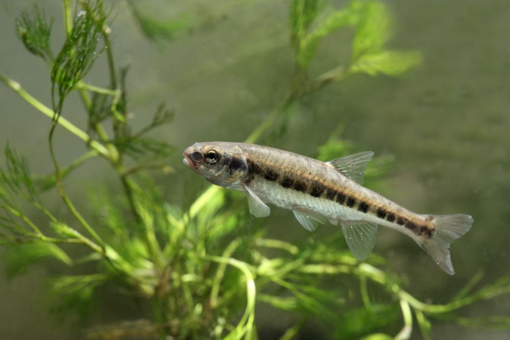 The Minnow fish