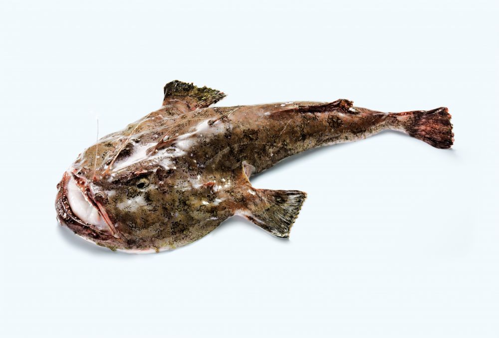 The Monkfish