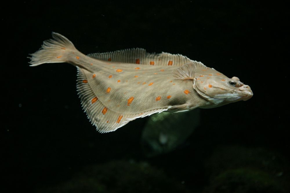 The Plaice fish