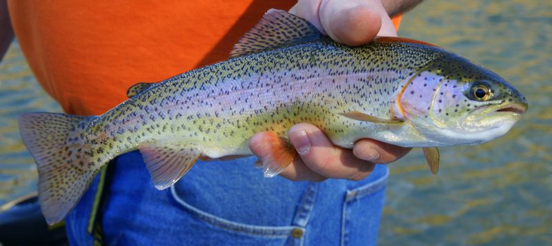 The Rainbow trout