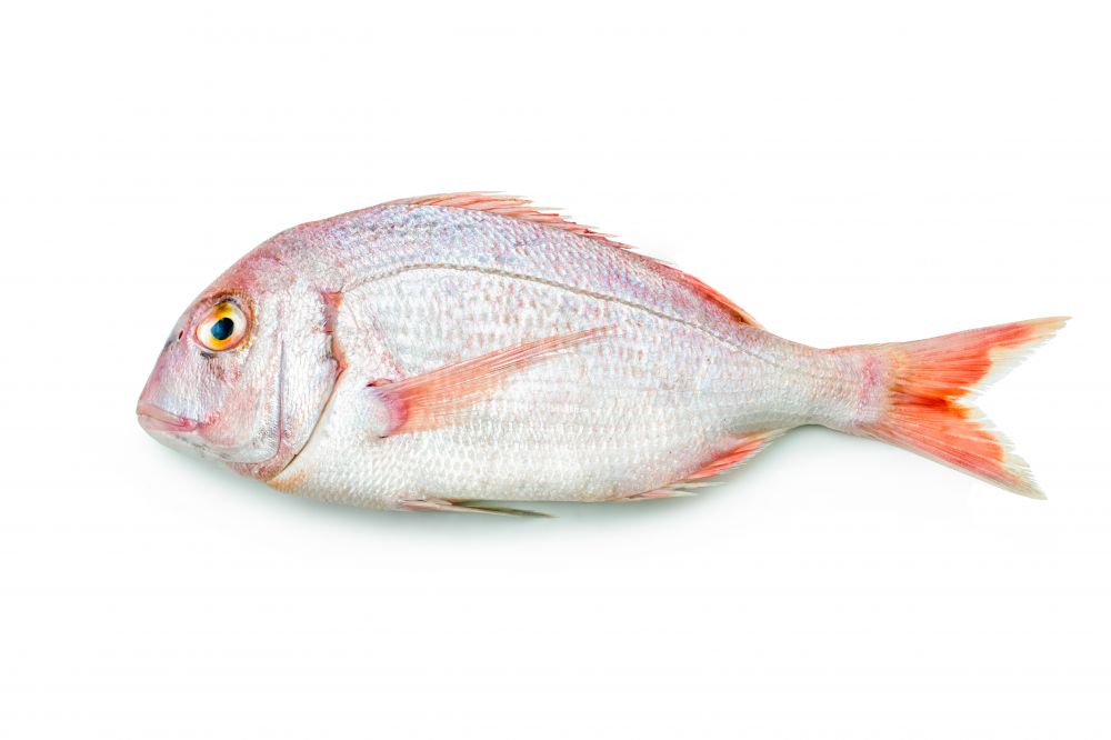 The Red Bream