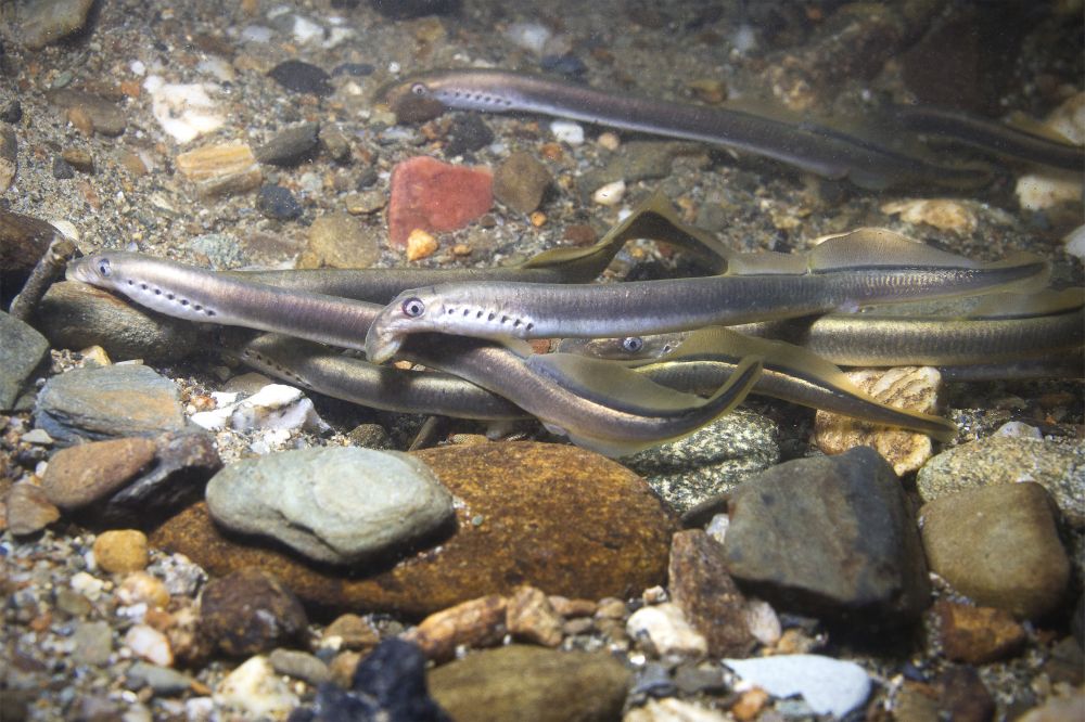 The River Lamprey