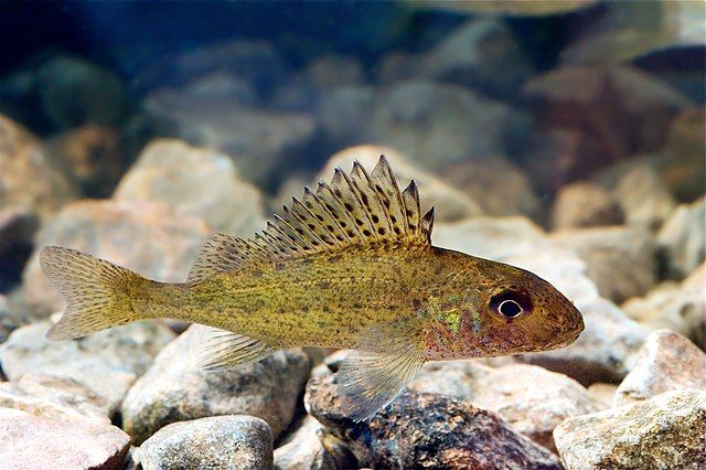 The Ruffe fish