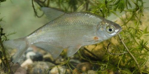 The Silver Bream