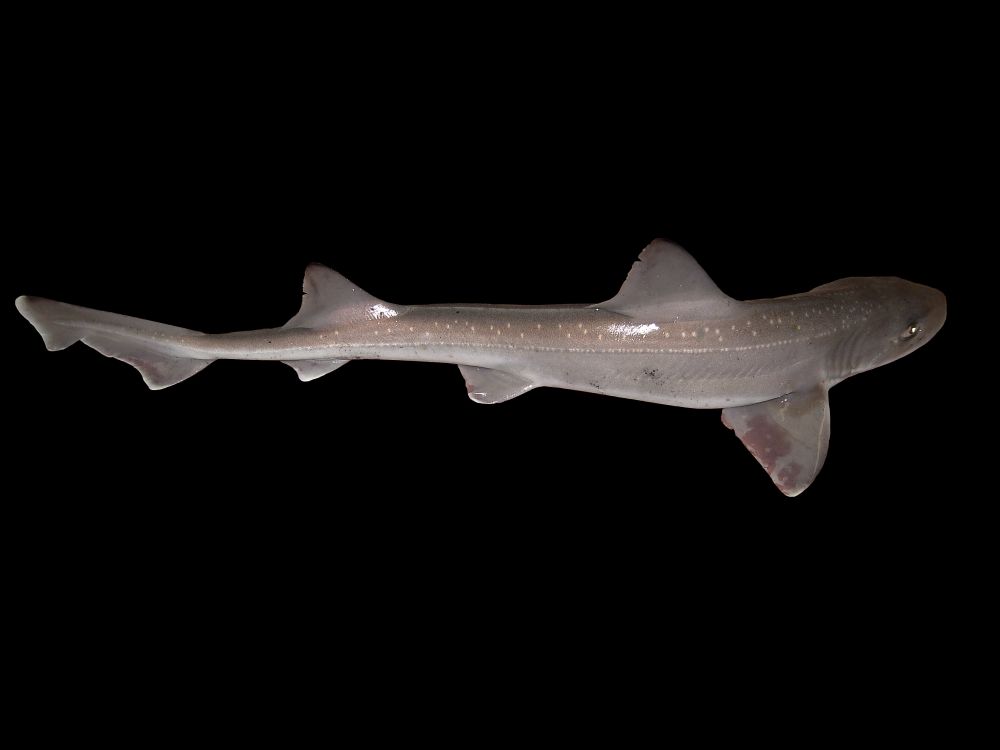 The Smoothhound fish