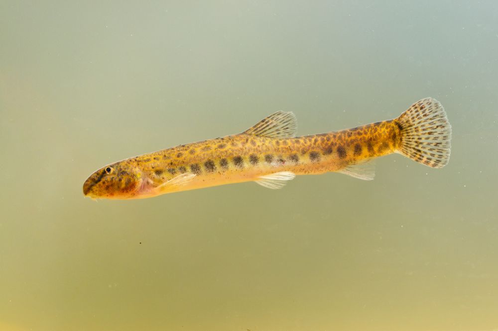 The Spined Loach