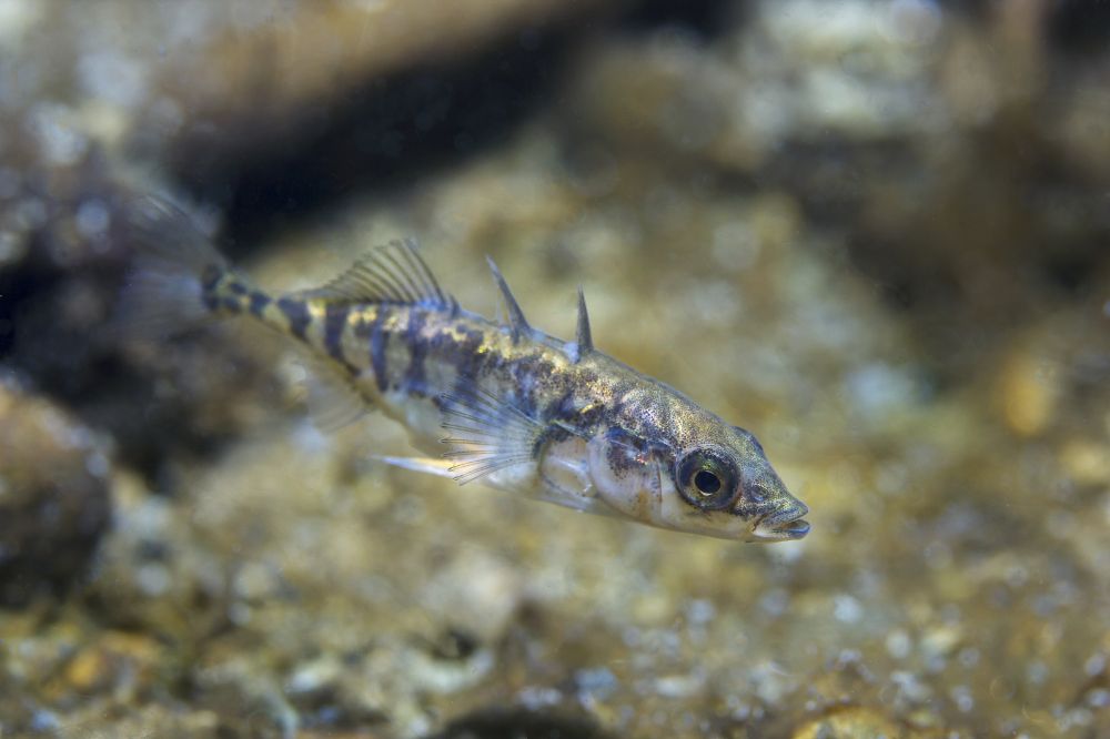 The Spined Stickleback 