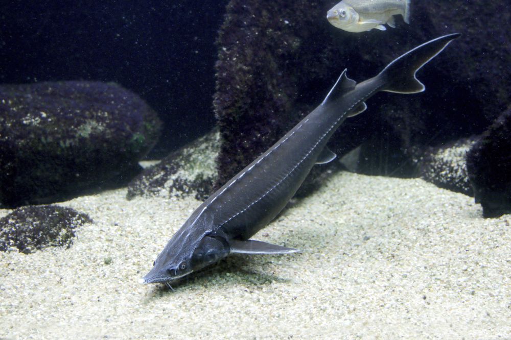 The Strerlet fish 