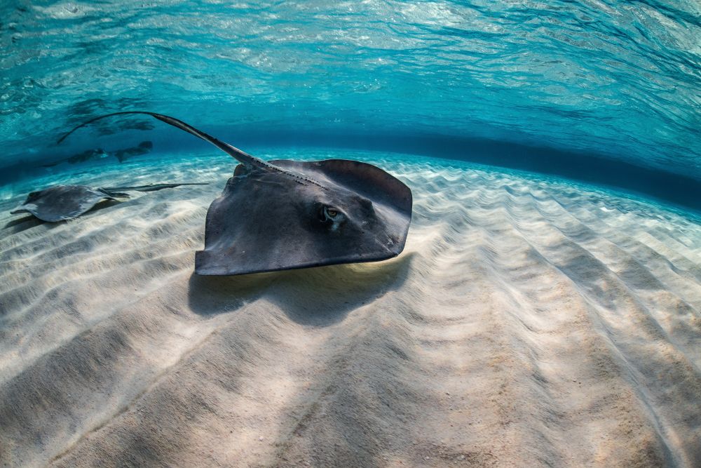 The Sting Ray fish
