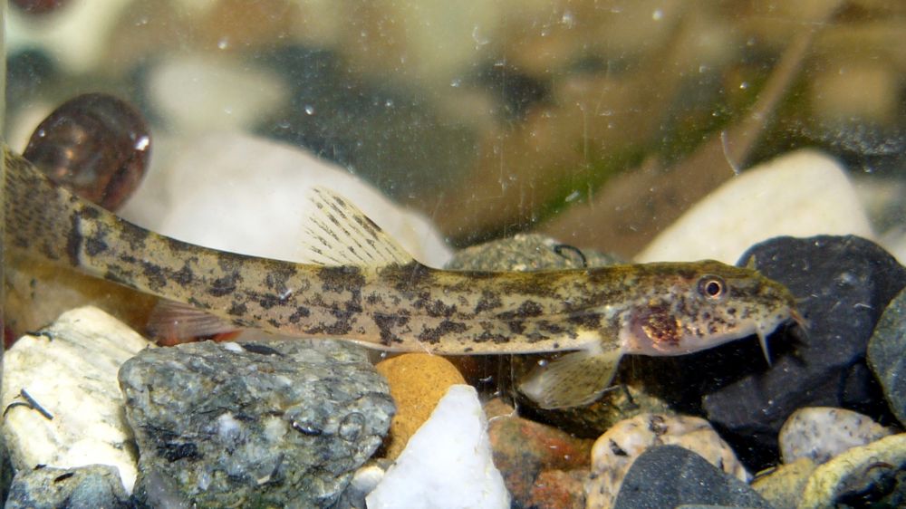 The Stone Loach