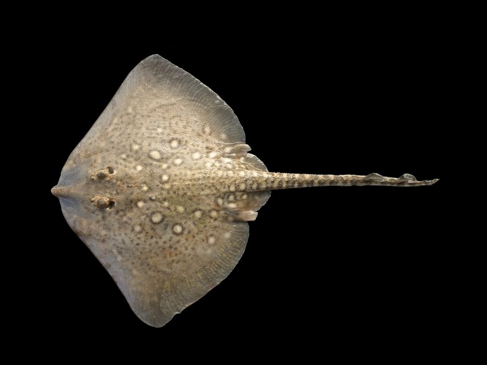 The Thornback Ray