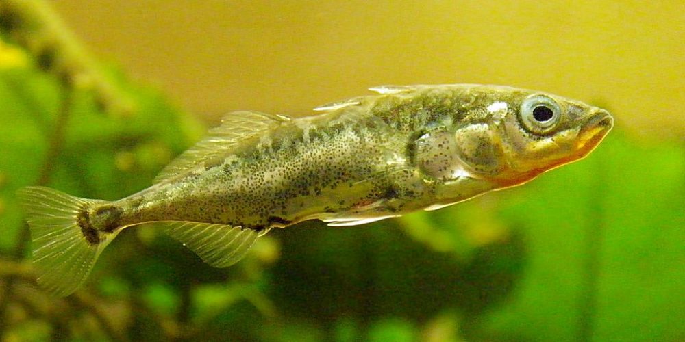 The Three Spined Stickleback