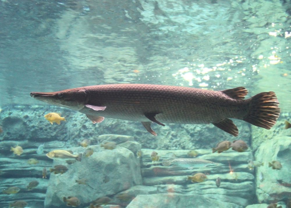 The Alligator Gar