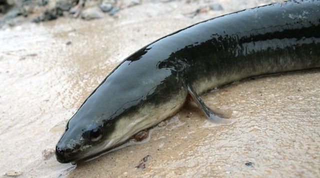 The American Eel