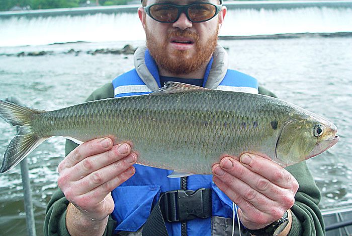 The American Shad