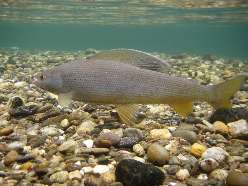 The Arctic Grayling