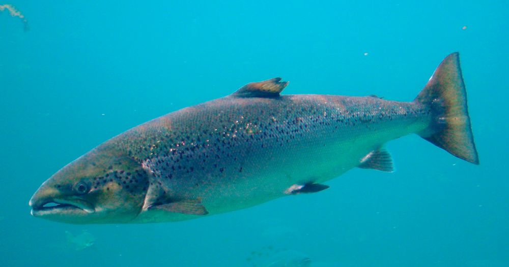 The Atlantic salmon