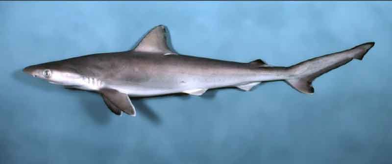 The Atlantic Sharpnose Shark