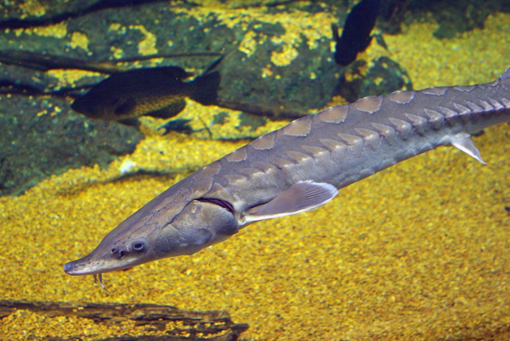 The Atlantic Sturgeon