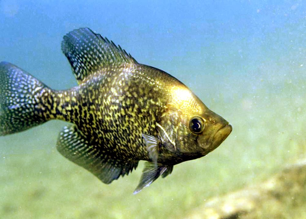 The Black Crappie