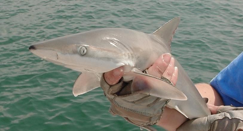 The Blacknose shark 