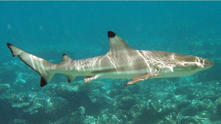 The Blacktip Shark