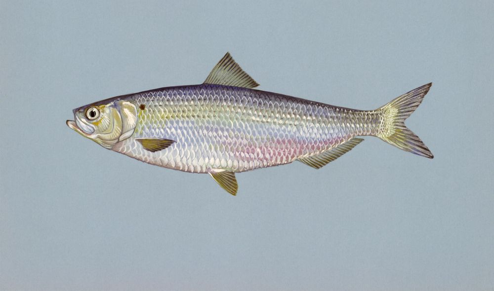 The Blueback herring