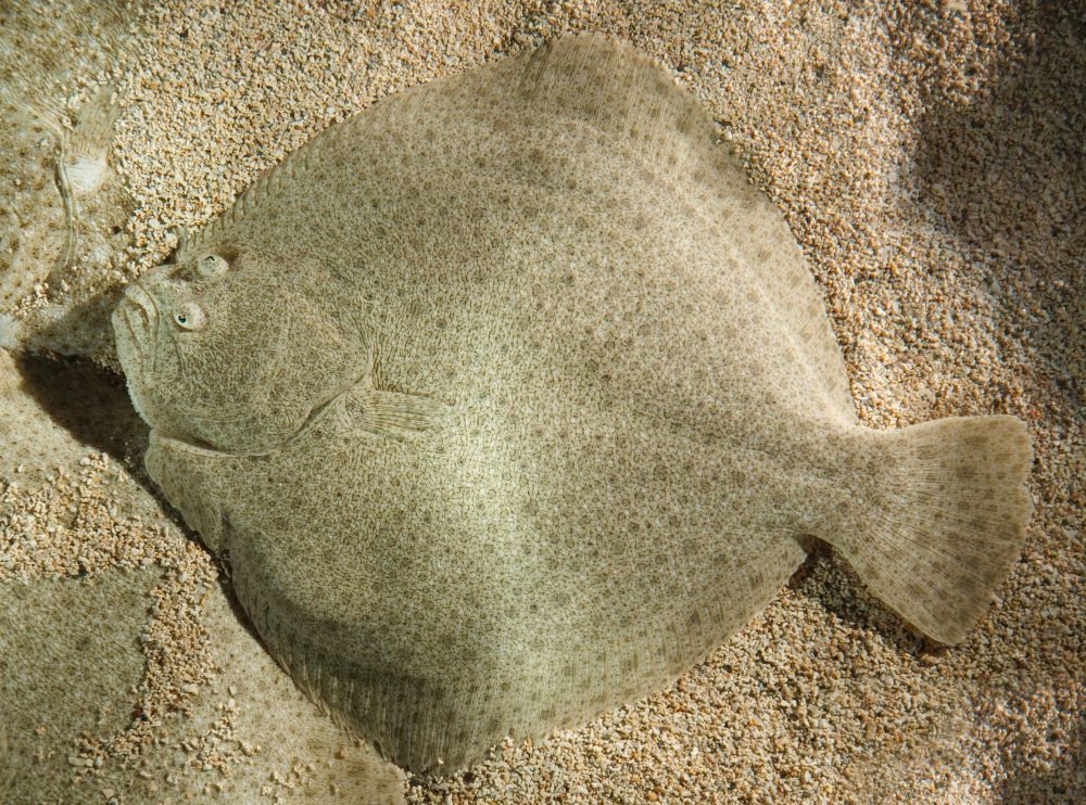 The Turbot Fish